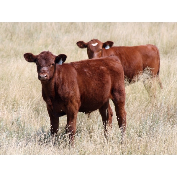 Mayfield Ranching - 450# Steer Calves - 70 Head (Etzicom, AB)