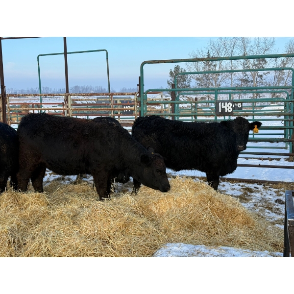 Armstrong Family Ranch - 5 Heifers (Pen 148)