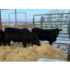 Image 1 : Armstrong Family Ranch - 5 Heifers (Pen 148)