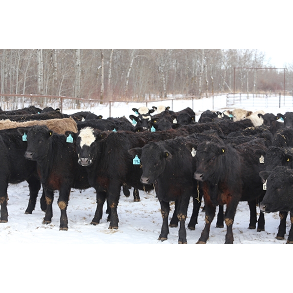 Flying B Ranching Co. - 950# April Delivery Steers - 45 Head (Kennedy, SK)