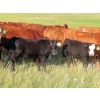 Image 6 : Storle Farms Ltd. - 600# October Delivery Steer Calves - 76 Head (Lake Alma, SK)