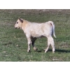 Image 6 : CK Cattle Co. (Scott & Laura Culligan) - 440# October Delivery Heifer Calves - 120 Head (Eyre, SK)
