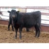 Image 15 : Martin DeVos - 860# March/April Delivery Heifers - 115 Head (Fork River, MB)