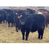 Image 2 : Luke & Jen Smith - 1050# June Delivery Steers - 165 Head (Rhein, SK)
