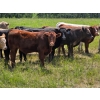 Image 10 : Ranahan Ranch - 700# June/July Delivery Grass Steers - 84 Head (Whitewood, SK)