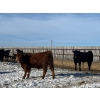 Image 5 : Riverview Farming Co. - 1025# March Delivery Steers - 60 Head (Saskatoon, SK)