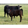 Image 3 : Winchester Cattle Company - 750# November Delivery Steer Calves - 82 Head (Leslieville, AB)