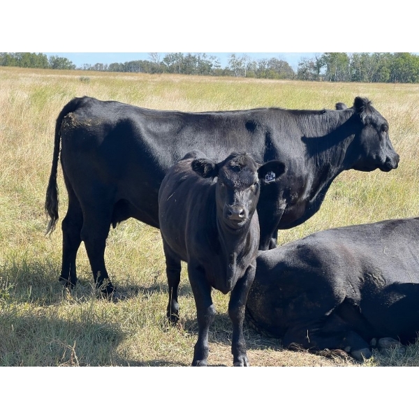 Key International - 500# October Heifer Calves - 40 Head (Asquith, SK)