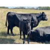 Image 1 : Key International - 500# October Heifer Calves - 40 Head (Asquith, SK)
