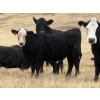 Image 6 : L & J Ranch - 640# Oct/Nov Steer Calves - 54 Head (Harptree, SK)