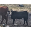 Image 3 : Seven O Ranches - 625# Steer Calves - 100 Head (Kamloops, BC)