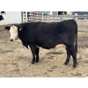 Image 1 : Cornerglen Ranching (Deschamps) - 3 BBF Angus X April/May Calving Bred Heifers (Crestomere, AB)