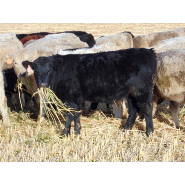 Copperfield Farming - 720# January Weaned Steers - 43 Head (Vauxhall, AB)