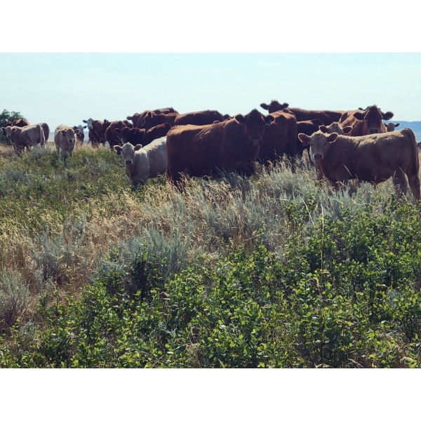 Downie Lake Colony - 670# Steer Calves - 230 Head (Maple Creek, SK)
