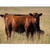 Image 3 : Riverbend Ranch - 825# September Delivery Grass Heifers - 400 Head (Scotfield, AB)