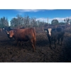 Image 8 : Chris Bartel - 1075# July Delivery Steers - 55 Head (Fort Vermilion, AB)