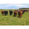 Image 7 : Chipping Hill Cattle Co. - 1025# October Delivery Grass Steers - 300 Head (Zhoda, MB)