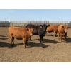 Image 3 : Greg Trewin - 1025# October Delivery Heifers - 122 Head (Coulter, MB)