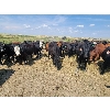 Image 6 : McDougald Ranch Ltd. - 950# September Grass Steers - 160 Head (Maple Creek, SK)