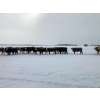 Image 23 : Merrick Campbell Herd Dispersal - 44 4 & 5 Year-Old Bred Cows (Calahoo, AB) VBP+