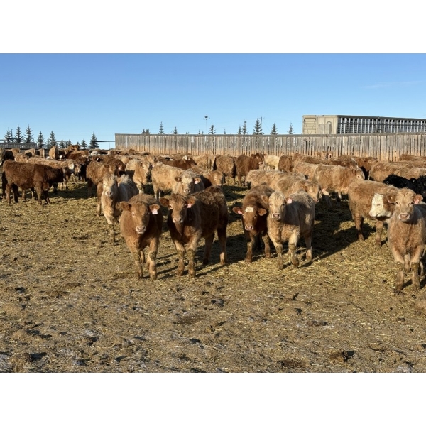 Cunningham Cattle Co. - 850# February Delivery Steers - 290 Head (Sundre, AB)