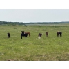 Image 12 : Franklin Cattle Co. - 600# December Delivery Heifer Calves - 200 Head (Marwayne, AB)