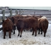Image 3 : Regehr Land & Cattle - 850# March Weaned Steers - 70 Head (Linden, AB) VBP+