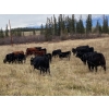 Image 6 : Zender Farms - 575# October Heifer Calves - 40 Head (Invermere, BC)
