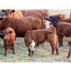 Image 13 : Twisted T Cattle Co. - 485# November Delivery Steer Calves - 110 Head (Carievale, SK)