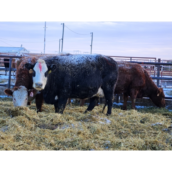 YV Ranch - 2 BWF Cows (Pen 515)