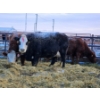 Image 1 : YV Ranch - 2 BWF Cows (Pen 515)