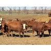 Image 3 : Elkwater Farming Co. - 1000# May Delivery Steers - 186 Head (Irvine, AB)