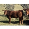 Image 2 : DL Half Diamond Ranch - 680# Steer Calves - 90 Head (Fort Macleod, AB)