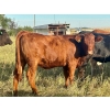 Image 9 : Valley View Ranch - 945# September Delivery Grass Heifers - 58 Head (Strathmore, AB)
