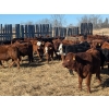 Image 4 : K4 Land & Cattle - 595# November Steer Calves - 80 Head (Eriksdale, MB)