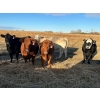 Image 3 : Clay Corey - 46 3rd & 4th April/May Calving Cows (Pike Lake, SK)