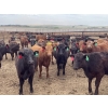 Image 2 : Lazy B Farm & Ranch - 975# Aug/Sept Delivery Heifers - 100 Head (Linden, AB)