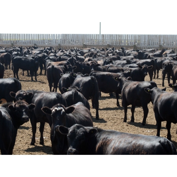 Poelman Farms - 890# July Delivery Heifers - 270 Head (Granum, AB)
