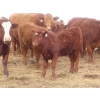 Image 3 : Sybouts Lake Farms Ltd. - 525# March Delivery Heifers - 85 Head (Gladmar, SK)