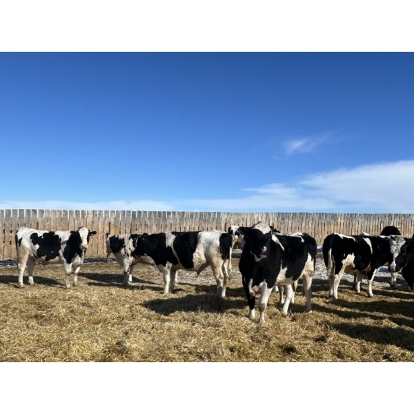 Lakeview Colony - 1600# Fed Holstein Steers - 40 Head (Unity, SK)