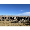 Image 1 : Lakeview Colony - 1600# Fed Holstein Steers - 40 Head (Unity, SK)