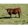 Image 3 : Jensen Farms - 620# October Delivery Steer Calves - 50 Head (Airdrie, AB)