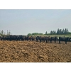 Image 2 : Chapman Cattle Co. - 825# June Delivery Heifers - 30 Head (Stettler, AB)