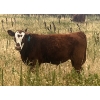 Image 4 : Blaine & Sue Hudec - 615# November Delivery Steer Calves - 80 Head (Jenner, AB)
