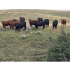 Image 3 : McDougald Ranch Ltd. - 820# August Delivery Grass Heifers - 75 Head (Maple Creek, SK)