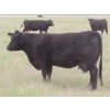 Image 8 : 6 S Feeders Inc. - 1500# October Delivery Cows - 42 Head (Moosomin, SK)