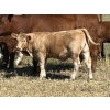 Image 3 : Bar 33 Ranch - 540# November Heifer Calves - 80 Head (Strathmore, AB)