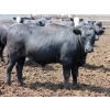 Image 5 : Poelman Farms - 925# July Delivery Steers - 135 Head (Granum, AB)