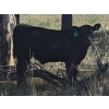 Linda Allison - 640# October Delivery Steer Calves - 70 Head (Princeton, BC)