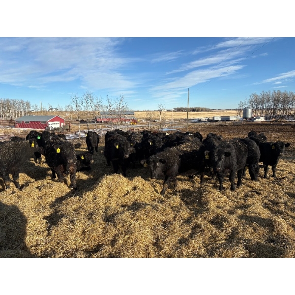 WA Ranches (University of Calgary) - 617# March Delivery Steers - 67 Head (Cochrane, AB)